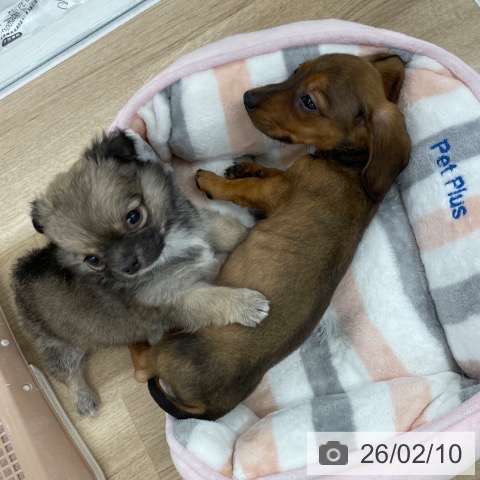 ミニチュア・ダックスフンドの写真