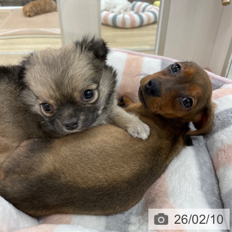 ミニチュア・ダックスフンドの写真