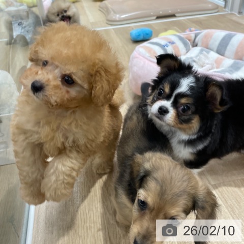 トイ・プードルの写真