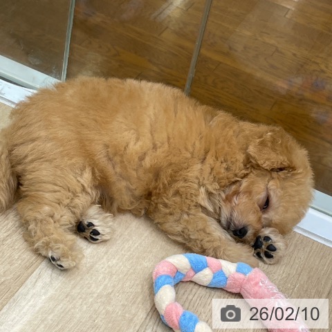 トイ・プードルの写真