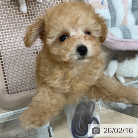 トイ・プードルの写真