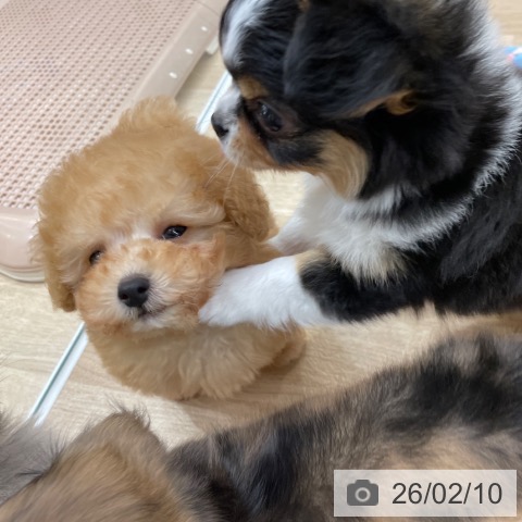 福岡県のトイプードル(トイ) (ペットプラス 八幡東店/2025年12月9日生まれ/男の子/アプリコット)の子犬の3枚目の画像