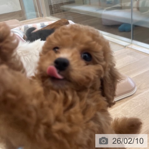 トイ・プードルの写真