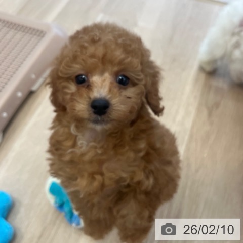 トイ・プードルの写真