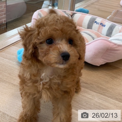 福岡県のトイプードル(トイ) (ペットプラス ららぽーと福岡店/2025年12月9日生まれ/女の子/アプリコット)の子犬の3枚目の画像