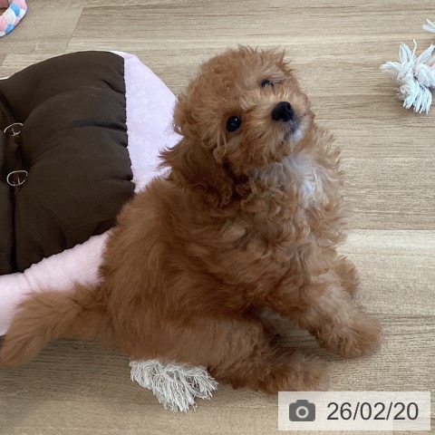 福岡県のトイプードル(トイ) (ペットプラス ららぽーと福岡店/2025年12月9日生まれ/女の子/アプリコット)の子犬の4枚目の画像