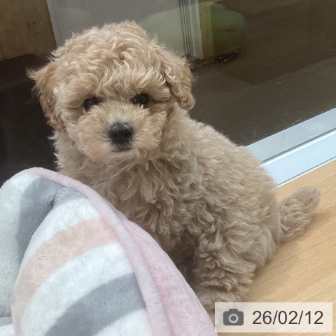 熊本県のトイプードル(トイ) (ペットプラス 熊本店/2025年12月11日生まれ/女の子/クリーム)の子犬の4枚目の画像