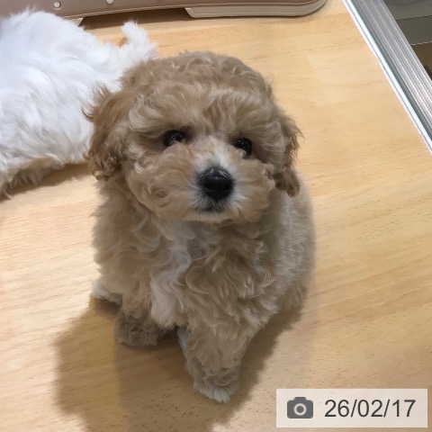 熊本県のトイプードル(トイ) (ペットプラス 熊本店/2025年12月11日生まれ/女の子/クリーム)の子犬の3枚目の画像