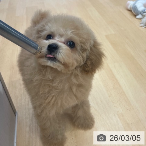 福岡県のトイプードル(トイ) (ペットプラス MARK IS 福岡ももち店/2025年12月11日生まれ/女の子/アプリコット)の子犬の4枚目の画像