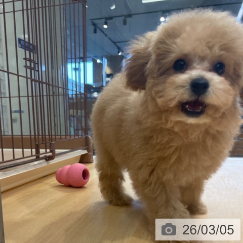 福岡県のトイプードル(トイ) (ペットプラス MARK IS 福岡ももち店/2025年12月11日生まれ/女の子/アプリコット)の子犬の3枚目の画像