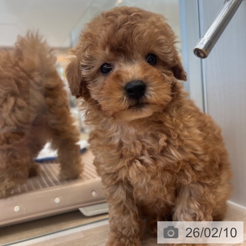 福岡県のトイプードル(トイ) (ペットプラス ららぽーと福岡店/2025年12月3日生まれ/男の子/レッド)の子犬の4枚目の画像