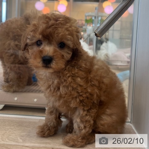 福岡県のトイプードル(トイ) (ペットプラス ららぽーと福岡店/2025年12月3日生まれ/男の子/レッド)の子犬の3枚目の画像