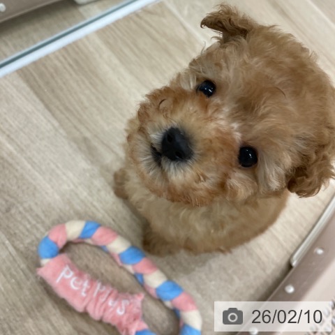 福岡県のトイプードル(トイ) (ペットプラス 八幡東店/2025年12月3日生まれ/女の子/アプリコット)の子犬の4枚目の画像