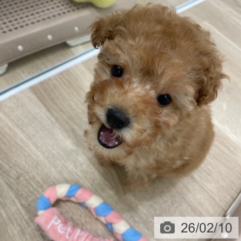 福岡県のトイプードル(トイ) (ペットプラス 八幡東店/2025年12月3日生まれ/女の子/アプリコット)の子犬の3枚目の画像