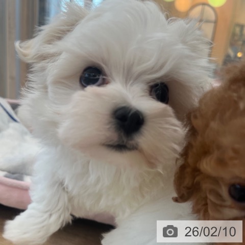 マルチーズの写真