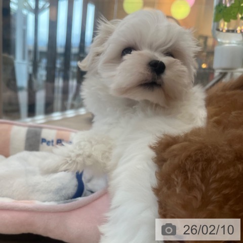 マルチーズの写真