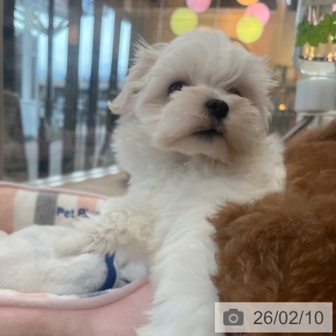 マルチーズの写真