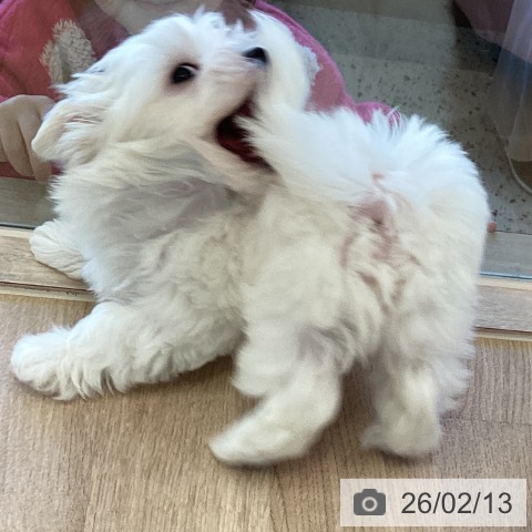 福岡県のマルチーズ (ペットプラス ららぽーと福岡店/2025年12月10日生まれ/女の子/ホワイト)の子犬の4枚目の画像