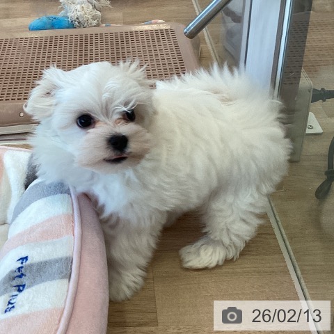 福岡県のマルチーズ (ペットプラス ららぽーと福岡店/2025年12月10日生まれ/女の子/ホワイト)の子犬の3枚目の画像