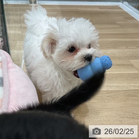 福岡県のマルチーズ (ペットプラス 香椎浜店/2025年12月10日生まれ/女の子/ホワイト)の子犬の4枚目の画像