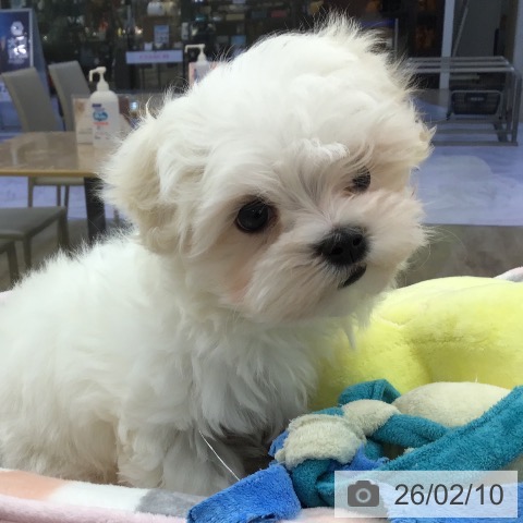 福岡県のマルチーズ (ペットプラス 春日店/2025年12月10日生まれ/女の子/ホワイト)の子犬の4枚目の画像