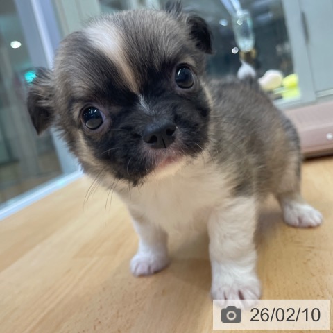 福岡県のチワワ(ロング) (ペットプラス MARK IS 福岡ももち店/2025年12月11日生まれ/男の子/フォーンホワイト)の子犬の3枚目の画像