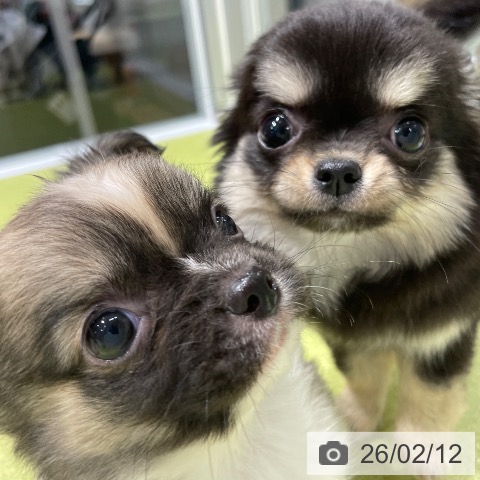 福岡県のチワワ(ロング) (ペットプラス MARK IS 福岡ももち店/2025年12月11日生まれ/男の子/フォーンホワイト)の子犬の4枚目の画像