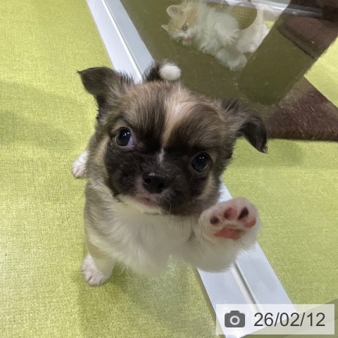 福岡県のチワワ(ロング) (ペットプラス MARK IS 福岡ももち店/2025年12月11日生まれ/男の子/フォーンホワイト)の子犬の3枚目の画像