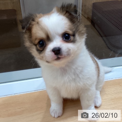 熊本県のチワワ(ロング) (ペットプラス 熊本店/2025年12月11日生まれ/女の子/ホワイトレッド)の子犬の3枚目の画像