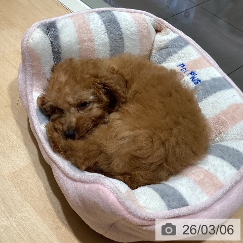 トイ・プードルの写真