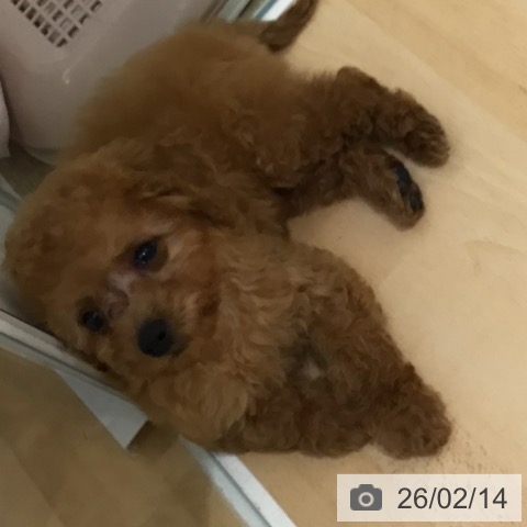 鹿児島県のトイプードル(トイ) (ペットプラス 姶良店/2025年12月11日生まれ/男の子/レッド)の子犬の3枚目の画像