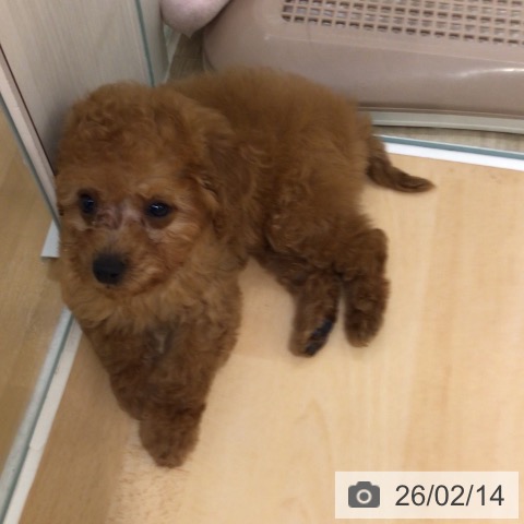 トイ・プードルの写真