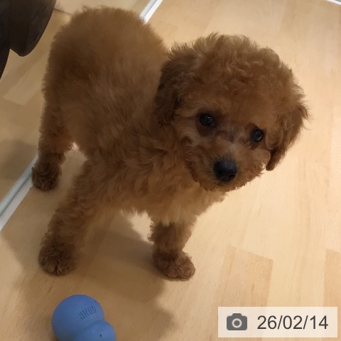 トイ・プードルの写真