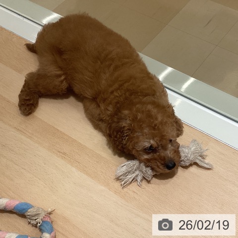 鹿児島県のトイプードル(トイ) (ペットプラス 姶良店/2025年12月11日生まれ/男の子/レッド)の子犬の4枚目の画像