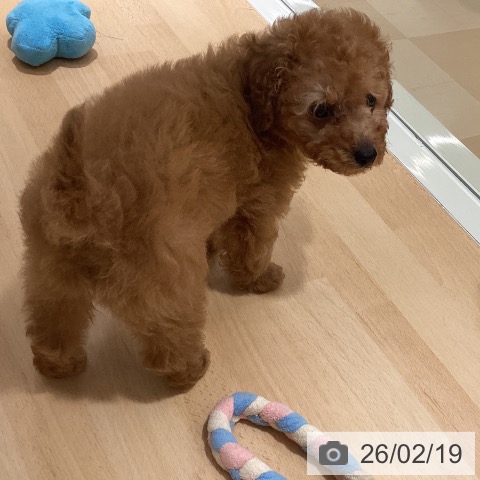 鹿児島県のトイプードル(トイ) (ペットプラス 姶良店/2025年12月11日生まれ/男の子/レッド)の子犬の3枚目の画像