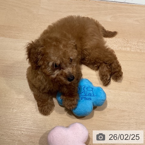 鹿児島県のトイプードル(トイ) (ペットプラス 姶良店/2025年12月11日生まれ/男の子/レッド)の子犬の3枚目の画像