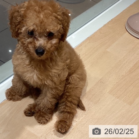 福岡県のトイプードル(トイ) (ペットプラス 福岡伊都店/2025年12月11日生まれ/男の子/レッド)の子犬の4枚目の画像