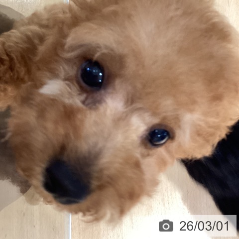 福岡県のトイプードル(トイ) (ペットプラス 福岡伊都店/2025年12月11日生まれ/男の子/レッド)の子犬の3枚目の画像