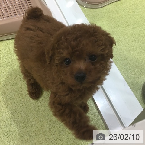 トイ・プードルの写真