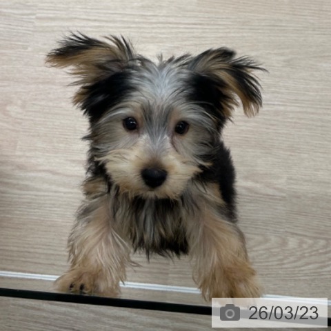 長崎県のヨークシャーテリア (ペットプラス 長崎店/2025年12月9日生まれ/男の子/スチールブルータン)の子犬の4枚目の画像