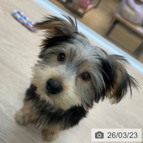 長崎県のヨークシャーテリア (ペットプラス 長崎店/2025年12月9日生まれ/男の子/スチールブルータン)の子犬の3枚目の画像