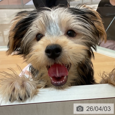 福岡県のヨークシャーテリア (ペットプラス 福岡伊都店/2025年12月9日生まれ/男の子/スチールブルータン)の子犬の3枚目の画像