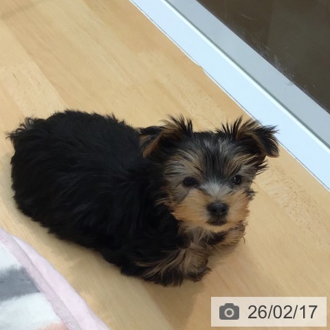 熊本県のヨークシャーテリア (ペットプラス 熊本店/2025年12月9日生まれ/女の子/スチールブルータン)の子犬の4枚目の画像