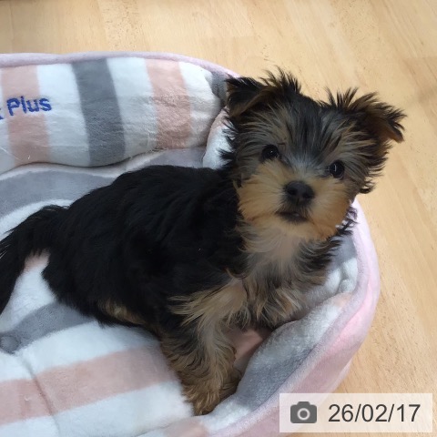 熊本県のヨークシャーテリア (ペットプラス 熊本店/2025年12月9日生まれ/女の子/スチールブルータン)の子犬の3枚目の画像