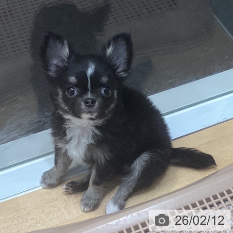 熊本県のチワワ(ロング) (ペットプラス 熊本店/2025年12月10日生まれ/女の子/ブラックタンホワイト)の子犬の4枚目の画像