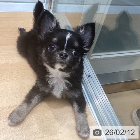 熊本県のチワワ(ロング) (ペットプラス 熊本店/2025年12月10日生まれ/女の子/ブラックタンホワイト)の子犬の3枚目の画像