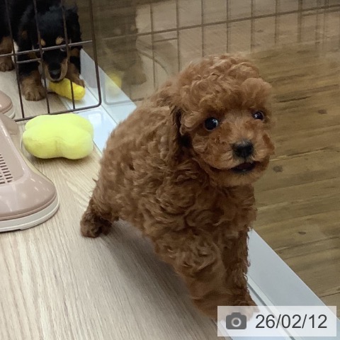 沖縄県のトイプードル(トイ) (ペットプラス 南風原店/2025年12月8日生まれ/男の子/レッド)の子犬の4枚目の画像