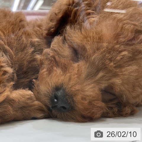 福岡県のトイプードル(トイ) (ペットプラス 福岡店/2025年12月8日生まれ/女の子/レッド)の子犬の4枚目の画像