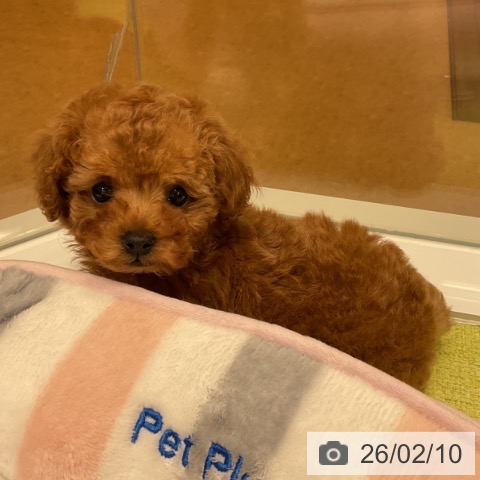 福岡県のトイプードル(トイ) (ペットプラス 福岡店/2025年12月8日生まれ/女の子/レッド)の子犬の3枚目の画像