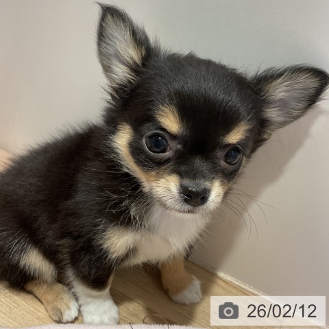 福岡県のチワワ(ロング) (ペットプラス 小倉南店/2025年12月11日生まれ/女の子/ブラックタン)の子犬の3枚目の画像